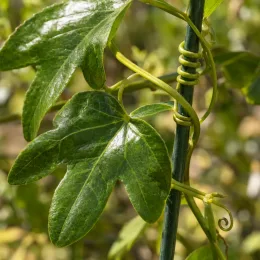 Fleur de la passion bicolore 'Damsel's delight' (Passiflora) — feuillage grimpant vert avec vrilles enroulées sur tuteur · Photo d'illustration