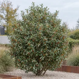 Goumi du japon à baies rouges 'Atlantic' (Eleagnus ebbingei) — arbuste arrondi couvert de petites baies rouges · Photo d'illustration