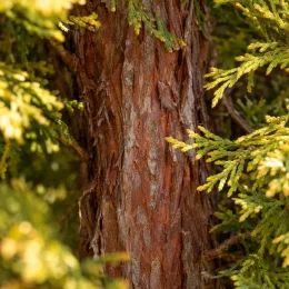 Cyprès de leyland 'Castlewellan gold' (Cupressocyparis leylandii) — tronc brun strié entouré de feuillage vert