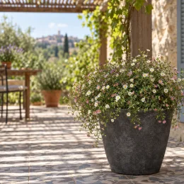 Erigeron 'Profusion' (Erigeron karvinskianus) — grand pot de fleurs blanches et roses sur terrasse · Photo d'illustration