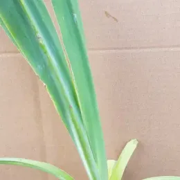 Lis du mexique (Beschorneria yuccoides) — longues feuilles vertes dressées sur jeune plant · Godet