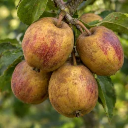 Pommier 'Usta churia' (Malus domestica) — gros fruits mûrs groupés sur une branche · Photo d'illustration