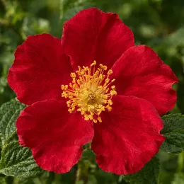 Rosier rugueux carmen 'Carmen' (Rosa rugosa) — gros plan sur une fleur rouge ouverte · Photo d'illustration