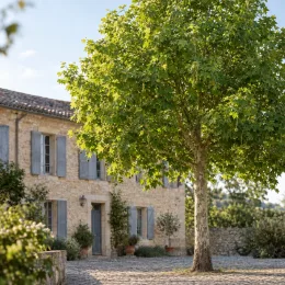 Platane à feuilles d'érable '(acerifolia)' (Platanus × hispanica) — grand arbre isolé devant maison en pierre