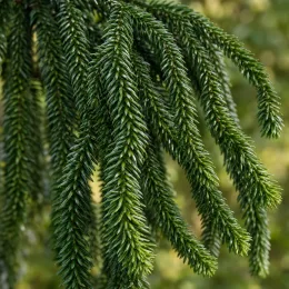 Cèdre du japon 'Araucarioides' (Cryptomeria japonica) — longs rameaux retombants couverts d’aiguilles denses