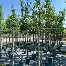 Chêne sessile (Quercus petraea) — alignement de jeunes arbres en pots de pépinière · Pot 30L Tige 10/12