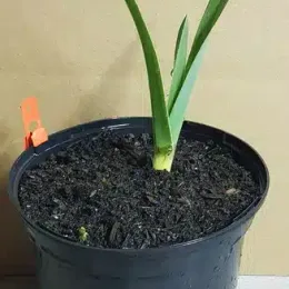 Ail d'ornement 'Ampeloprasum' (Allium ampeloprasum) — jeune plant dressé dans pot noir · Pot 2.5L