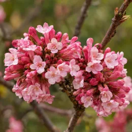 Viorne 'Charles lamont' (Viburnum bodnantense) — grappe de petites fleurs roses en boutons · Photo d'illustration