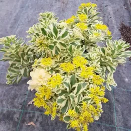 Orpin panaché à fleur jaune 'Atlantis®' (Sedum takesimense) — plante touffue à feuillage panaché et fleurs jaunes · Pot 3L