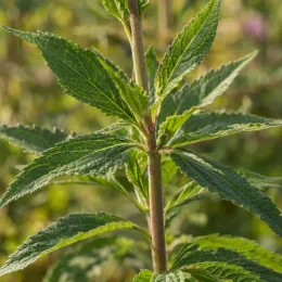 Eupatorium (Eupatorium purpureum) — tige dressée avec feuilles vertes dentées · Photo d'illustration