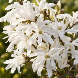 Magnolia étoilé 'Royal star' (Magnolia stellata) — grappes de grandes fleurs blanches étoilées
