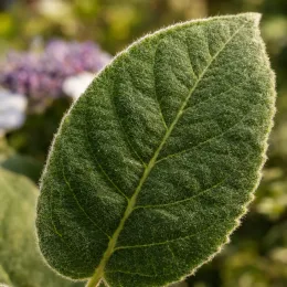 Hortensia (Hydrangea sargentiana) — gros plan sur une feuille velue verte · Photo d'illustration