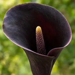 Arum blanc d'ethiopie 'Odessa' (Zantedeschia aethiopica) — gros plan sur fleur sombre en trompette · Photo d'illustration