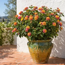 Lantanier (Lantana) — arbuste fleuri multicolore dans grand pot émaillé · Photo d'illustration
