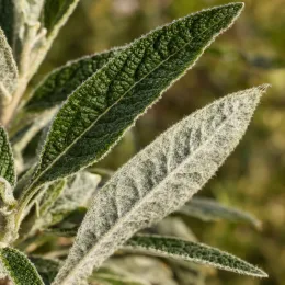 Arbre aux papillons (Buddleia salviifolia) — gros plan de feuilles duveteuses vert gris · Photo d'illustration