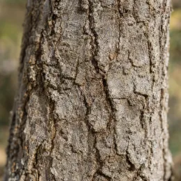 Chêne vélani 'Macrolepis' (Quercus ithaburensis) — tronc d’arbre en gros plan, écorce fissurée · Photo d'illustration