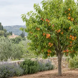 Pêcher 'Jaune miel' (Prunus persica) — arbre fruitier chargé de fruits colorés · Photo d'illustration