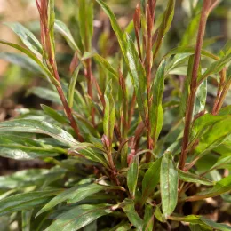 Gaura compacte rose 'Sel belleza dark pink' (Gaura lindheimeri) — touffe de feuilles lancéolées vertes aux tiges rouges · Photo d'illustration