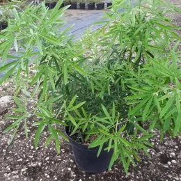 Oranger du mexique 'Aztec pearl' (Choisya ternata) — jeune arbuste au feuillage fin en pot noir · Pot 8L