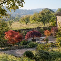 Érable du japon 'Diss. atropurpureum' (Acer palmatum) — petit arbre rouge en pot dans jardin