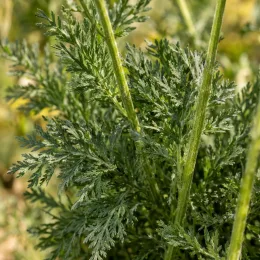 Achillée 'Pastel' (Achillea summer) — gros plan sur feuillage vert finement découpé · Photo d'illustration