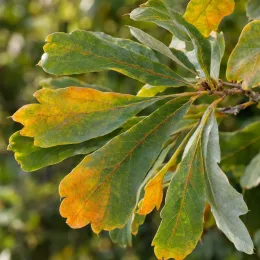 Chêne d'eau (Quercus nigra) — gros plan de feuilles lobées vertes et jaunes · Photo d'illustration