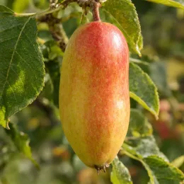 Pommier 'Museau de lievre' (Malus domestica) — gros plan sur un fruit allongé bicolore · Photo d'illustration