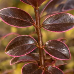 Coprosoma 'Eclipse' (Coprosoma repens) — feuilles ovales vernissées bordées de rose vif