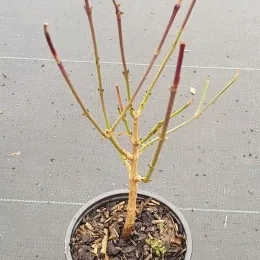 Cornouiller mâle (Cornus mas) — jeune arbuste caduc en pot de culture · Pot 1.5L
