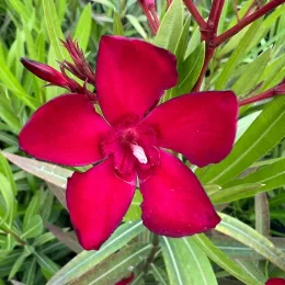 Laurier rose 'N° 6' (Nerium oleander) — gros plan sur une fleur rouge vif, photo 5