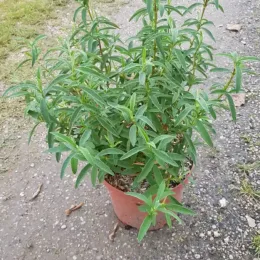 Ciste pourpre (Cistus purpureus) — jeune arbuste vert en pot plastique · Pot 3L