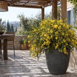 Mimosa d'hiver (Acacia acinacea) — grand arbuste fleuri jaune sur terrasse méditerranéenne · Photo d'illustration