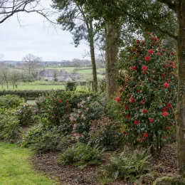 Camelia 'Volcano' (Camelia japonica) — grand arbuste fleuri rouge sous grands arbres · Photo d'illustration