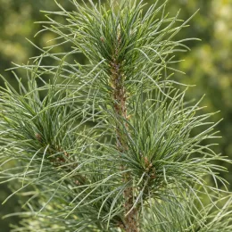 Pin noir 'Corsicana' (Pinus nigra) — gros plan sur aiguilles d’un jeune conifère · Photo d'illustration