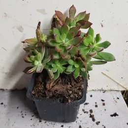 Echeveria 'Devotion' (Echeveria pulvinata) — succulente verte compacte aux extrémités rougeâtres en pot · Godet