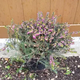 Bruyère 'Kramer s rote rouge' (Erica darleyensis) — touffe dense aux petites fleurs roses en pot · Pot 3L Touffe