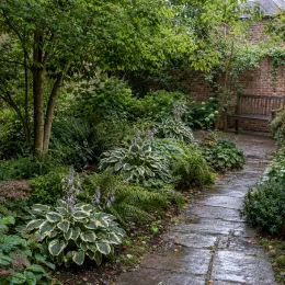 Hosta 'Fortunei patriot' — massif d’hostas panachés le long d’un sentier · Photo d'illustration