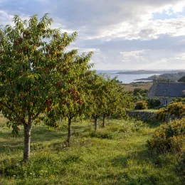 Pêcher 'Sanguine' (Prunus persica) — rangée d'arbres fruitiers chargés de fruits rouges · Photo d'illustration