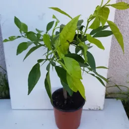 Bigarade (Citrus aurantium) — jeune plant arbustif en pot de pépinière · Pot 1.5L Tige