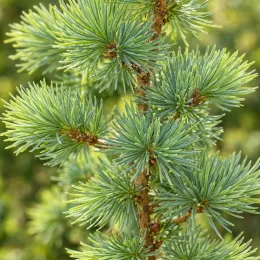 Mélèze du japon (Larix kaempferi) — gros plan sur rameau avec aiguilles denses · Photo d'illustration