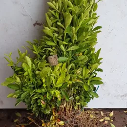 Citrange 'Carrizo' (Citrus sinensis) — jeunes plants liés en botte racines nues · Racine nue