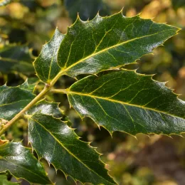 Mahonia 'Hivernant' (Mahonia japonica) — gros plan sur feuilles coriaces dentelées vert brillant