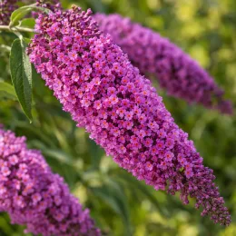 Arbre aux papillons 'Reve de papillon pink' (Buddleia davidii) — gros plan sur longues grappes de petites fleurs roses · Photo d'illustration