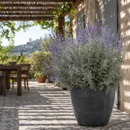 Sauge de sibérie 'Silvery blue' (Perovskia atriplicifolia) — grand arbuste gris bleuté en pot sur terrasse · Photo d'illustration