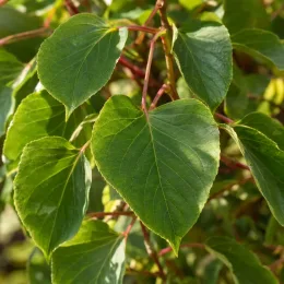 Kiwaï 'Ken's red' (Actinidia arguta) — gros plan sur feuillage vert brillant