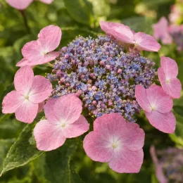 Hortensia 'Renaissance' (Hydrangea scandens) — inflorescence plate aux fleurs roses et bleues · Photo d'illustration