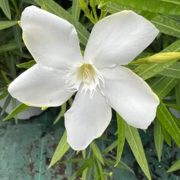 Laurier rose 'Thomas' (Nerium oleander) — fleur blanche épanouie sur feuillage allongé vert