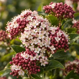 Viorne tin 'Spirit' (Viburnum tinus) — grappes de petits boutons rose foncé et fleurs blanches