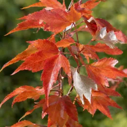 Érable rouge 'Amstrong' (Acer rubrum) — gros plan sur feuilles lobées rouges et orange · Photo d'illustration