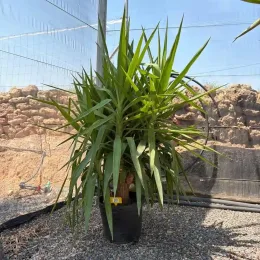 Yucca pied d'éléphant (Yucca elephantipes) — grand sujet en pot noir sur gravier · Pot 15L